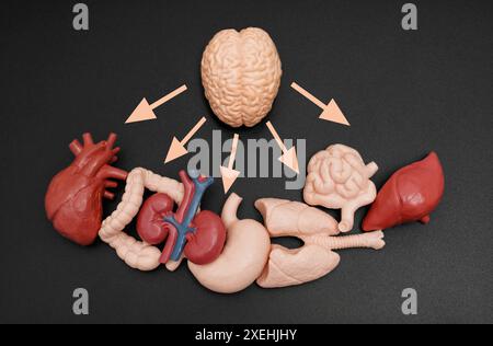 Modello anatomico del cervello e di vari organi con frecce rivolte verso l'esterno, evidenziando la comunicazione direzionale dal cervello all'altro corpo Foto Stock