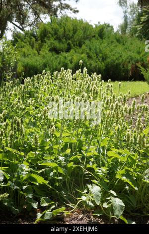 Stachys alopecuros, sinonimo di Betonica Foto Stock