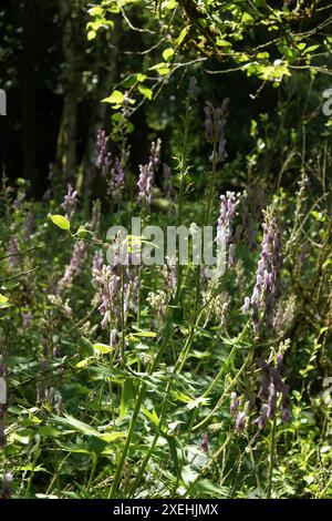 Aconitum napellus, aconite Foto Stock