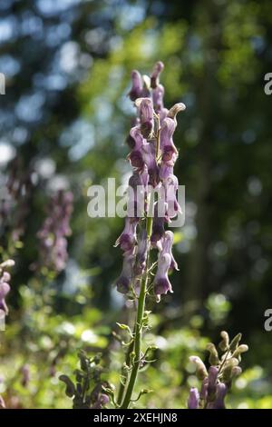 Aconitum napellus, aconite Foto Stock