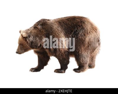 Grande orso marrone isolato su sfondo bianco Foto Stock