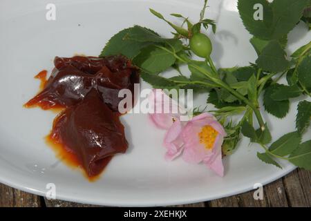 Rosa canina, rosa selvatica, marmellata rosehip Foto Stock