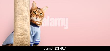 Un gatto del Bengala sbircia da dietro un grattacielo. Foto Stock