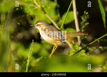 Membro della famiglia parula, la Prinia, fiancheggiata da Tawny, è la più diffusa del gruppo Prinia. Sono uccelli comuni di una vasta gamma di habitat Foto Stock