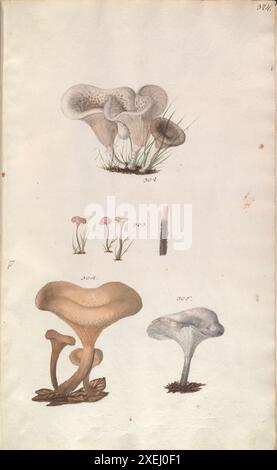 Una collezione di disegni micologici di Albertini, Johann Baptist von, 1769-1831; Schweinitz, Lewis David von, 1780-1834 pubblicato nel 1805. Lewis David von Schweinitz fu il primo americano a concentrare i suoi sforzi botanici sui funghi. Nato a Betlemme, Pennsylvania, il 13 febbraio 1780, Schweinitz si trasferì con la famiglia in Germania nel 1798 ed entrò nel seminario teologico moravo di Niesky in Slesia. Lì incontrò il professor Albertini, anch'egli interessato alla botanica. Insieme Schweinitz e Albertini raccolsero e studiarono i funghi in tutta la regione di Niesky e nel 1805 pubblicarono il Conspectus fu Foto Stock