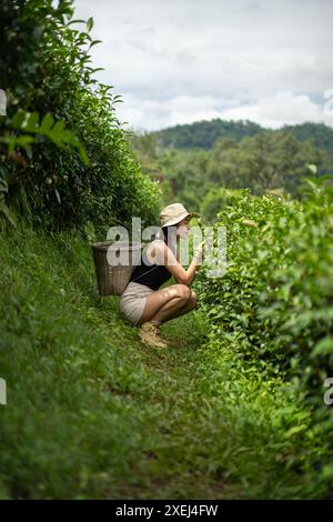 Donna spensierata e felice al mattino, immersa nella natura, Landmark Tea Plantation. raccolta del tè Foto Stock