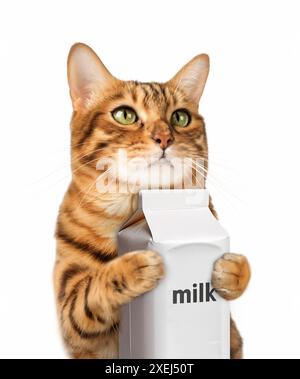 Un gatto dello zenzero contiene un cartone di latte. Foto Stock