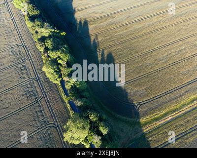 Vista verso il basso con drone degli alberi su terreni coltivati vicino al villaggio di Chart Sutton, Kent, Regno Unito. Fine giugno Foto Stock