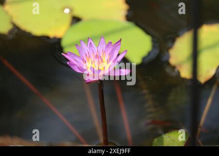 Bellissimo fiore d'acqua nymphaea con foglie verdi in acqua Foto Stock