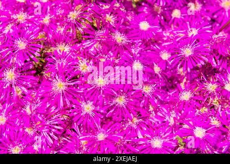 Fiori viola sullo sfondo Foto Stock