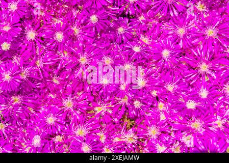 Fiori viola sullo sfondo Foto Stock