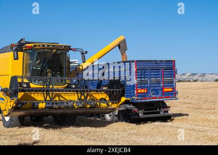 La mietitrebbia scarica il grano raccolto in un rimorchio autocarro tramite una coclea di scarico. Foto Stock