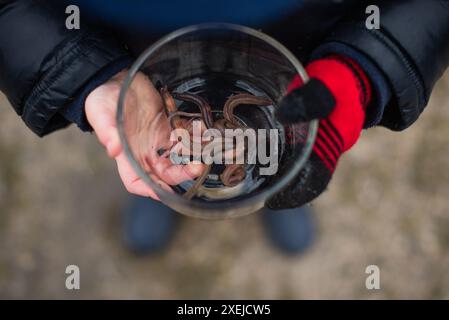 Bambino che tiene in mano un contenitore con vermi e indossa un guanto rosso e nero. Foto Stock