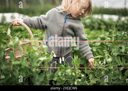 Felpa con cappuccio grigio ragazzo, raccolta piselli in giardino con cestino. Foto Stock