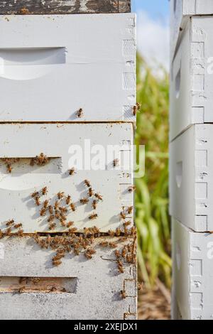 Bee Hive in Organic Farm alle Hawaii Foto Stock