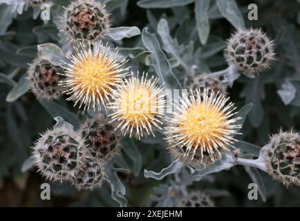 Star Thistle, Centaurea clementei, Asteraceae. Spagna, Marocco, Mediterraneo. Foto Stock