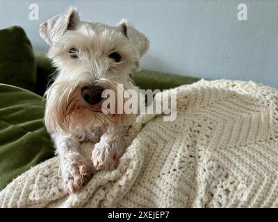 Schnauzer bianco in miniatura appoggiato su un divano verde con coperta a maglia Foto Stock