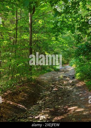trail path through beech forest in summer. beauty of carpathian nature Foto Stock