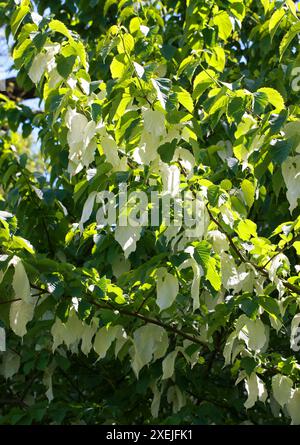 De Vilmorin Handkerchief Tree, Davidia involucrata var. Vilmoriniana, Nyssaceae (Cornaceae). Cina meridionale e centrale. Foto Stock
