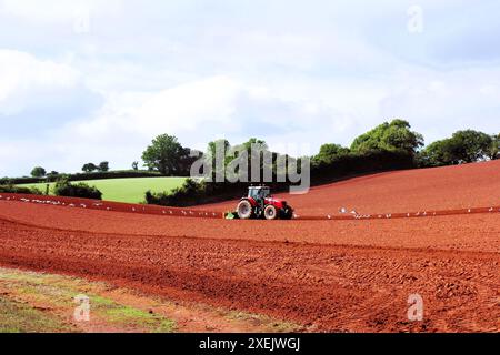 Trattore devastante per la ricca terra rossa di un'azienda agricola del South Devon, mentre gabbiani comuni si nutrono di vermi o mozzi. Foto Stock