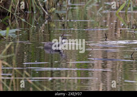 Grebe dal collo nero (Podiceps nigricollis) giovane Yorkshire giugno 2024 Foto Stock