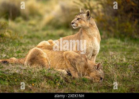 Puma si siede accanto a un altro bevendo da Puddle Foto Stock