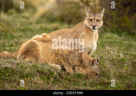 Puma si siede accanto a un altro bevendo dalla piscina Foto Stock