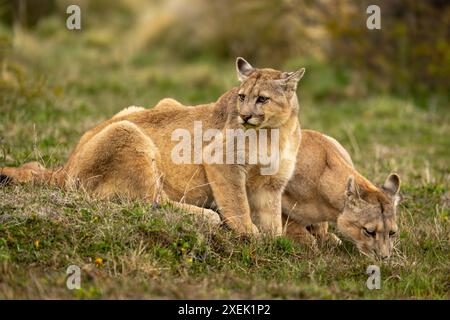 Puma si siede accanto a un altro bevendo da Puddle Foto Stock