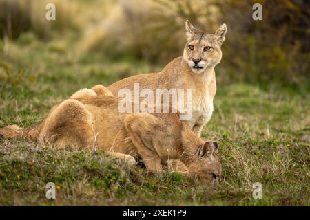 Puma si siede accanto a un altro bevendo dallo stagno Foto Stock