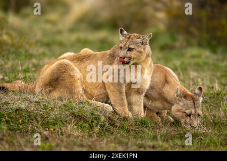 Puma si siede a leccare le labbra mentre un altro drink Foto Stock