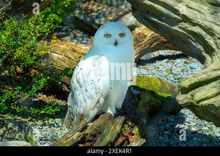 Il gufo nevoso, Bubo scandiaco Foto Stock