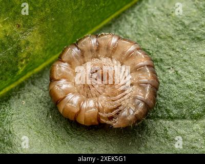 Primo piano del centopiedi arricciato su una foglia verde Foto Stock