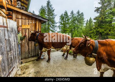 Il contadino alpino Manfred Huber fa entrare le prime cinque di dieci mucche nel salotto di mungitura. Gli animali vanno al loro posto normale da soli. La mandria di mucche viene portata dal prato alpino alla sala di mungitura della capanna alpina per la mungitura. Filzmoosalm, Salisburgo, Austria Foto Stock