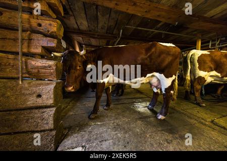 Le mucche Pinzgau di Manfred Huber nel salotto di mungitura sul Filzmoosalm. Gli animali vengono munti due volte al giorno. Trascorrono i mesi da giugno a settembre sui prati alpini ad un'altitudine di 1.700 metri. Stalla di mungitura nel Filzmoosalm, Salisburgo, Austria Foto Stock