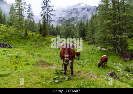 La mucca Pinzgau con le corna viene prelevata la mattina presto dal pascolo notturno per la mungitura. In estate, nevicava sui pendii più alti durante la notte. Alle sei, la mandria di mucche Pinzgau viene cacciata per la mungitura mattutina. Filzmoosalm, Großarl, Salisburgo, Austria Foto Stock