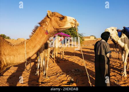 Mauritania, Chinguetti, autista locale di cammello Foto Stock