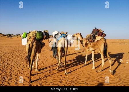 Mauritania, dintorni di Chinguetti, cammello carovana Foto Stock