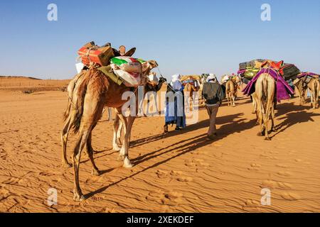 Mauritania, dintorni di Chinguetti, cammello carovana Foto Stock