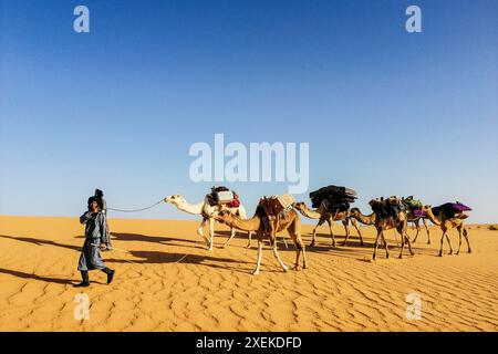 Mauritania, dintorni di Chinguetti, cammello carovana Foto Stock