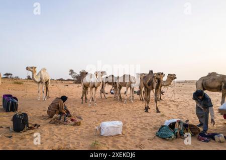 Mauritania, periferia di Chinguetti, vita quotidiana Foto Stock