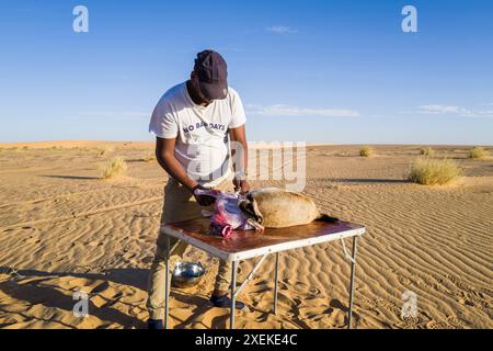 Mauritania, dintorni di Chami, tradizionale rituale di macellazione di capre Foto Stock