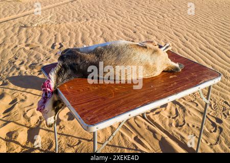 Mauritania, dintorni di Chami, tradizionale rituale di macellazione di capre Foto Stock