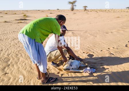 Mauritania, dintorni di Chami, tradizionale rituale di macellazione di capre Foto Stock