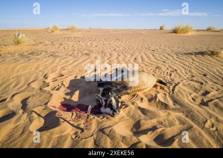 Mauritania, dintorni di Chami, tradizionale rituale di macellazione di capre Foto Stock