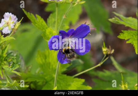 Ape del cuculo della foresta su fiore Foto Stock