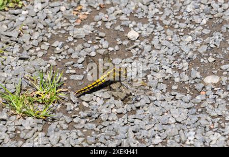 Femmina nera-tailed Skimmer dragonfly Foto Stock