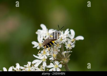 Il soldato generale in banda vola con prezzemolo di mucca Foto Stock