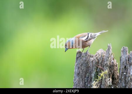 Chaffinch maschio, Fringilla coelebs, arroccato su un ceppo d'albero morto Foto Stock