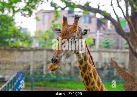 Primo piano di una testa di giraffa Foto Stock