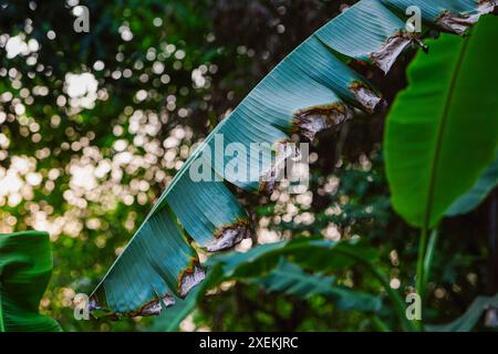 Foglia di banana su uno splendido sfondo bokeh al tramonto Foto Stock